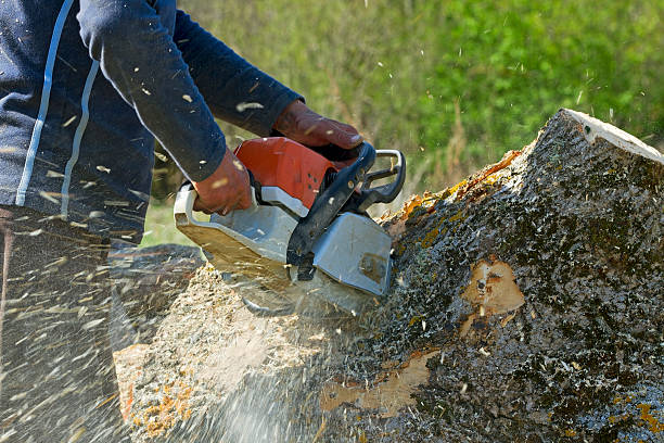 Best Tree Stump Removal  in Redington Beach, FL